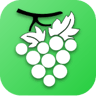 The Vine